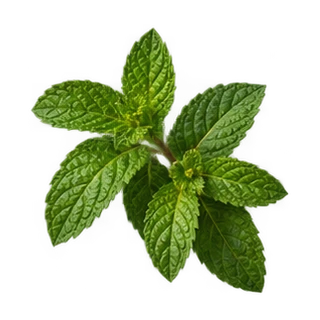 Mint Herb