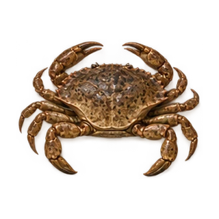 Raw Crab