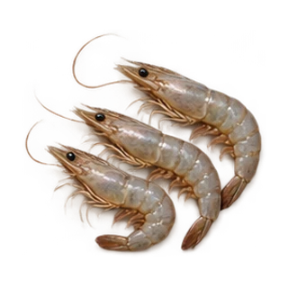 Raw Shrimp