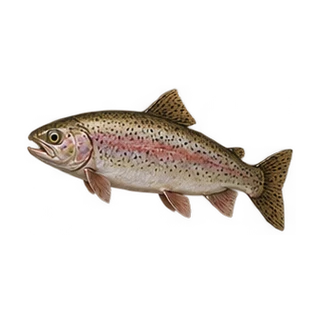 Leaping Trout