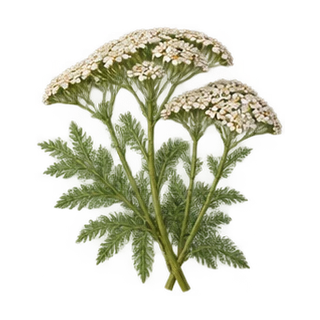 Yarrow Herb